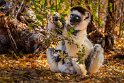 002 Berenty, verreauxsifaka